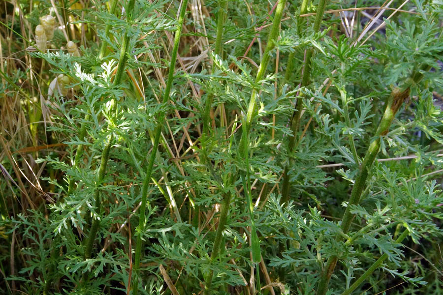 Achillea ligustica / Millefoglio ligure
